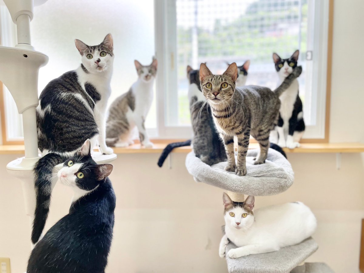 NPO法人動物愛護団体LYSTA／里親募集型保護猫ふれあいサロンOhana tweet media