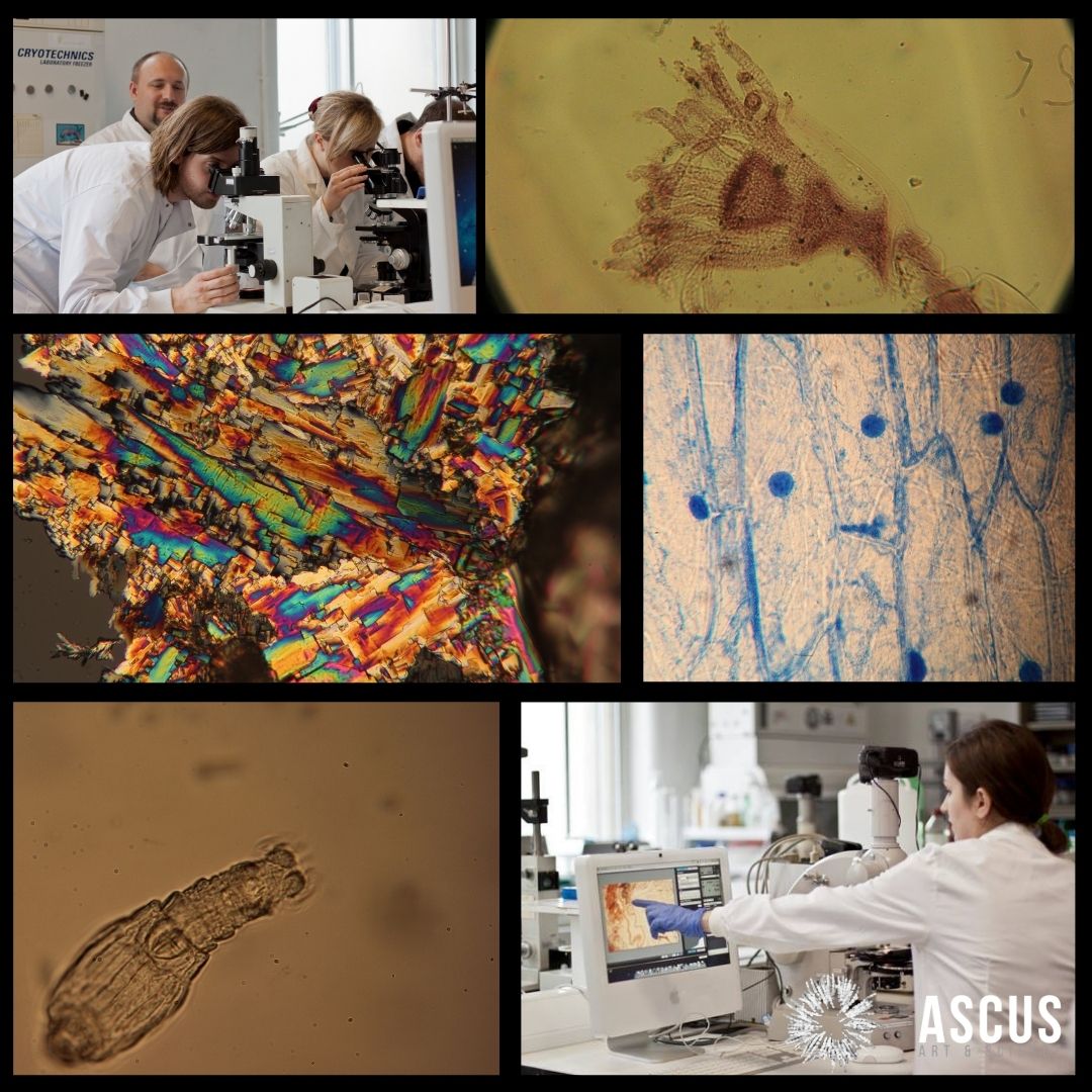 Our beginner’s microscopy course is coming back, but first we need your help to gauge interest and finalise the details. Register your interest in this course here bit.ly/3OZDJlQ #microscopy #art #skilldevelopment #courses #ASCUSLab #bioart #Edinburgh #edinburghevents
