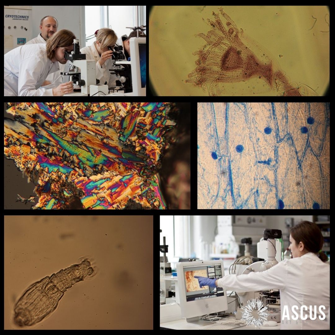 _ASCUS's tweet photo. Our beginner’s microscopy course is coming back, but first we need your help to gauge interest and finalise the details. Register your interest in this course here https://t.co/3nPUxMp3pw
#microscopy #art #skilldevelopment #courses #ASCUSLab #bioart #Edinburgh #edinburghevents https://t.co/VN1yTKlzIT
