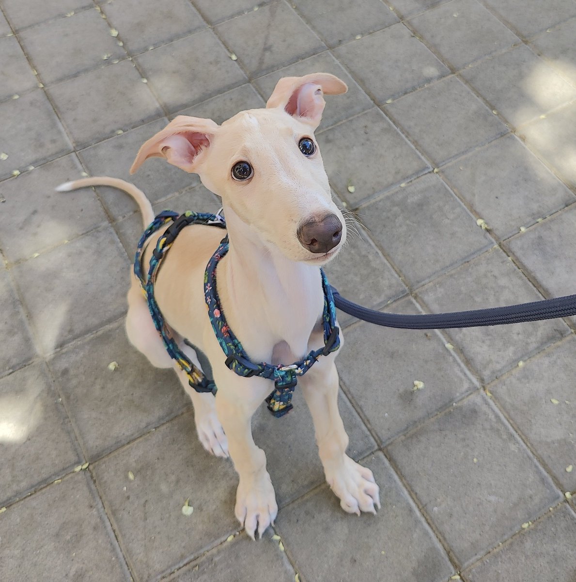 Candedonut's tweet image. Su primer paseo 💙