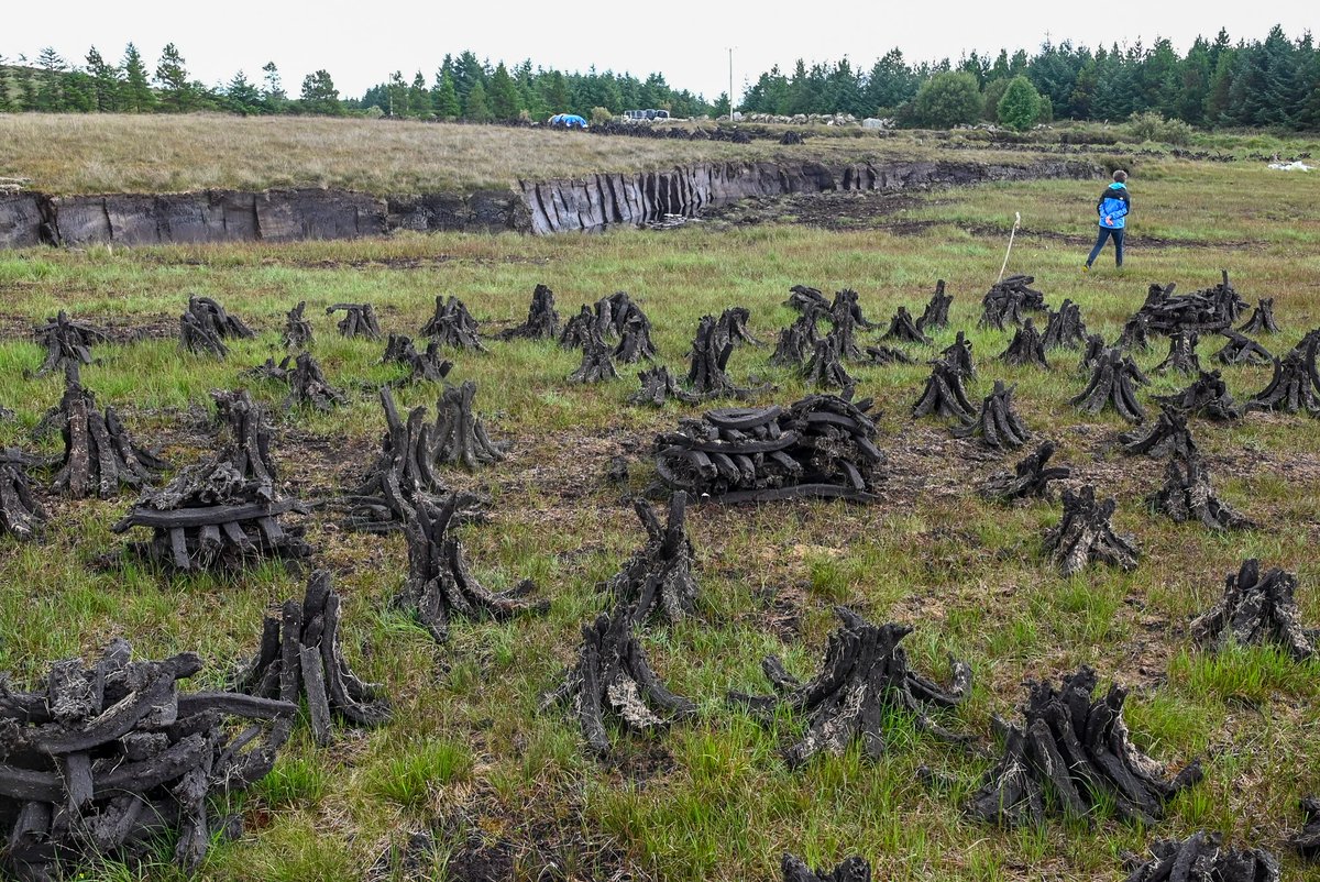 To celebrate #HeritageWeek2023 where better than #Connemara & specifically the bogs of #Moycullen; certainly not touristy but yet full of interest. Here 'ould' ways (traditional farming, the last of the turf cutting, etc.) meet latest tech in wind turbines 'farms'