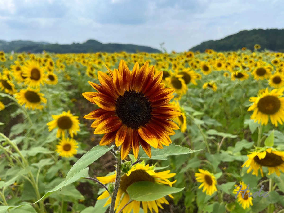 mellowboy_h's tweet photo. 益子町の向日葵畑に行ってきました。
#ひまわり祭り https://t.co/M5lPKQ30gf