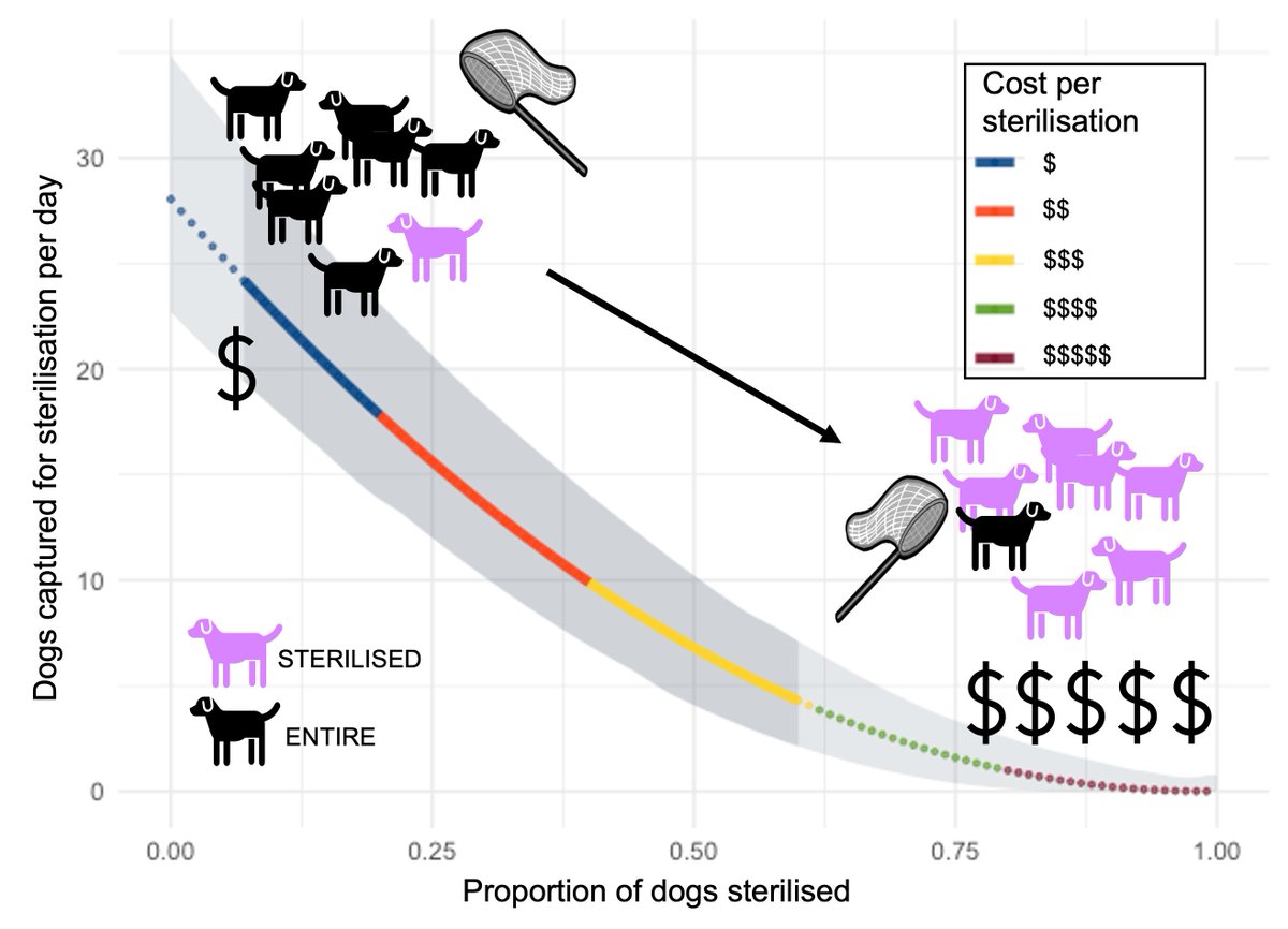 Helen Fielding (@fieldinghr) on Twitter photo 🐾Free-roaming dogs get harder to catch as sterilisation coverage increases - our team have now provided the evidence and values to improve modelling strategies and planning of dog population management - open access paper available now authors.elsevier.com/sd/article/S01… <a href="/DogsTrust/">Dogs Trust 💛🐶</a> 🐾Free-roaming dogs get harder to catch as sterilisation coverage increases - our team have now provided the evidence and values to improve modelling strategies and planning of dog population management - open access paper available now authors.elsevier.com/sd/article/S01… <a href="/DogsTrust/">Dogs Trust 💛🐶</a>