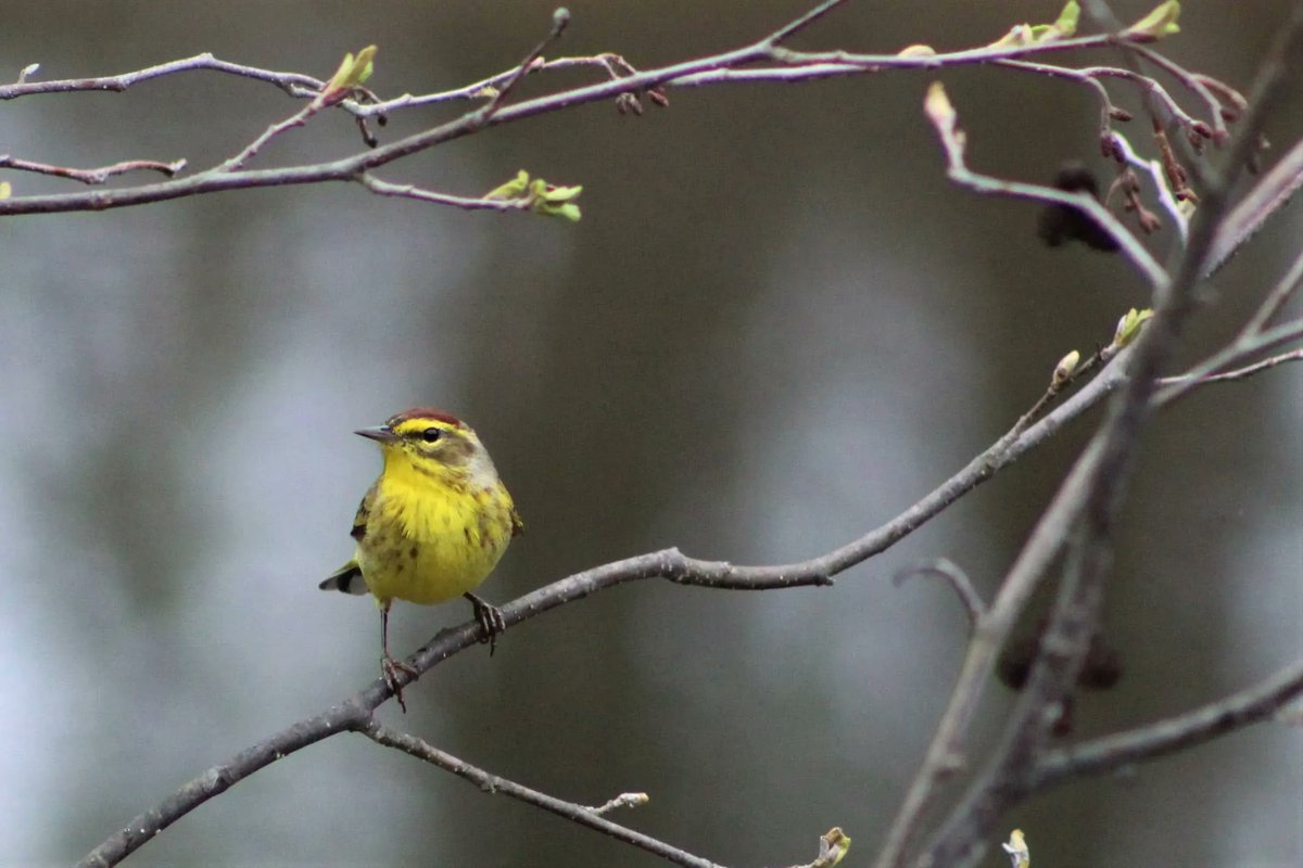 4wildplaces's tweet photo. For this #wildlifewednesday, we're looking at the Palm Warbler.

These fairly common yellow birds breed in bogs and places that have scattered evergreen trees and thick ground cover.
.
#wilderness #wildlife #naturefacts #naturephotography #palmwarbler
.
📸 Abby Wilson https://t.co/C6cwuP9EyI