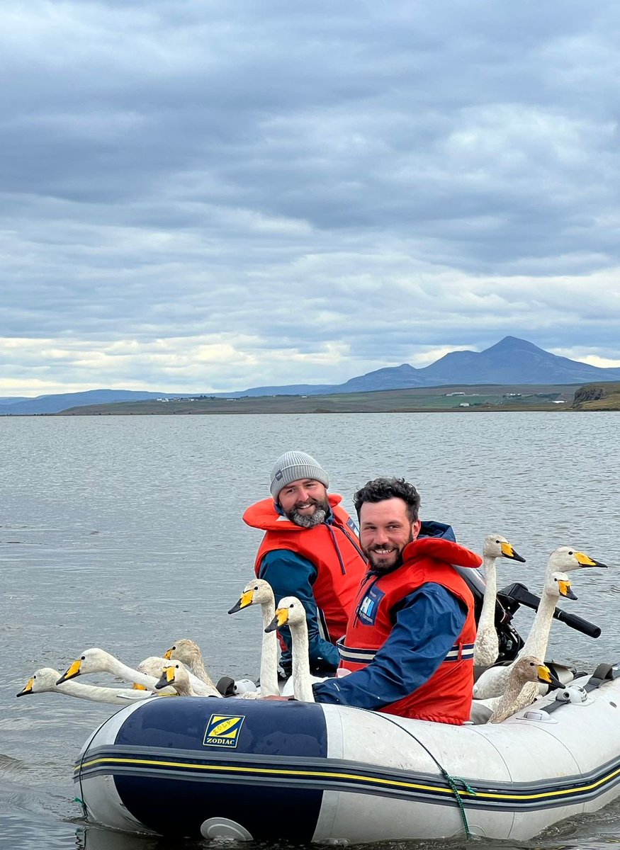 & we're done! The team are now headed back to Reykjavik after two weeks of Whooper Swan catching. In total, 480 Whoopers were caught, of which 436 were new to ringing, 41 Icelandic recaptures & 3 British ringed birds also caught.