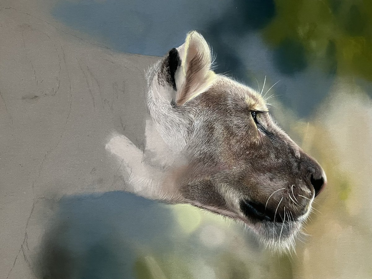 Managed to start this yesterday afternoon. Got a commission to crack on with now, but hopefully get this one finished by the end of the week. Hope everyones well.🙂
#art #lion #lionart #drawing #drawingart #drawingartist #pastels #pencilart #pencildrawing #bigcat #fabercastell