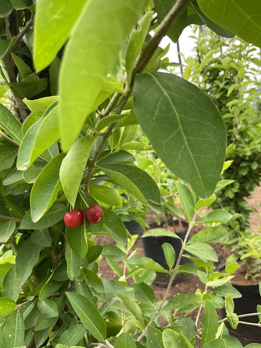 🌱 Barbados Cherry (Malpighia emarginata) is known for its vibrant red fruit packed with vitamin C. Thriving in tropical and subtropical regions, it's not only ornamental but also a nutritious treat! 🍒
#BarbadosCherry #Gardening #VitaminC #TropicalPlants #FruitTrees
