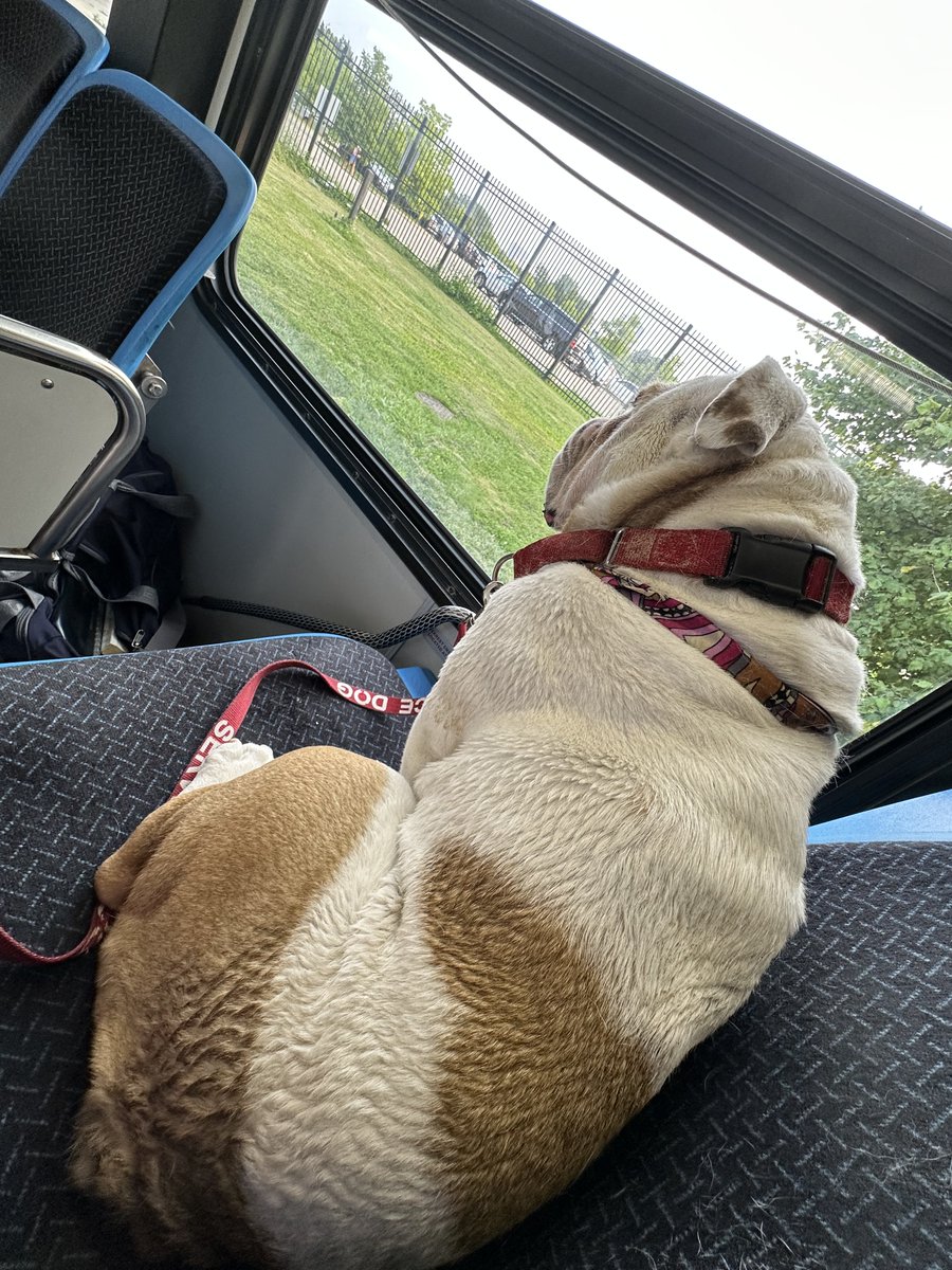 RadaTAD1994's tweet photo. Don't be mad because my dog be cooler than you and yours. We live our best life with our best foot forward, always looking up, looking out for others. https://t.co/a88yNvgcMP