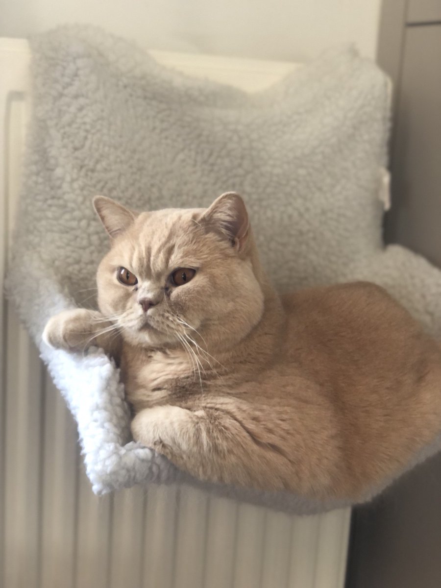 Kira McPherson tweet media