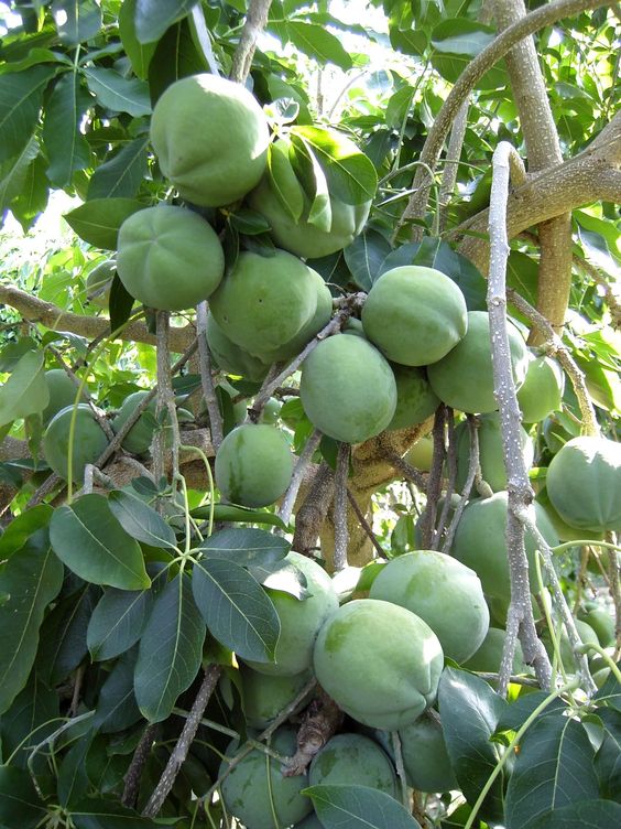 ShambaReport's tweet photo. Test your farming knowledge. Can you identify this fruit?
Tip: The fruit can be yellow or green when ripe, with a very thin skin that is edible. #FarmersQuiz https://t.co/gQApMOfE7e