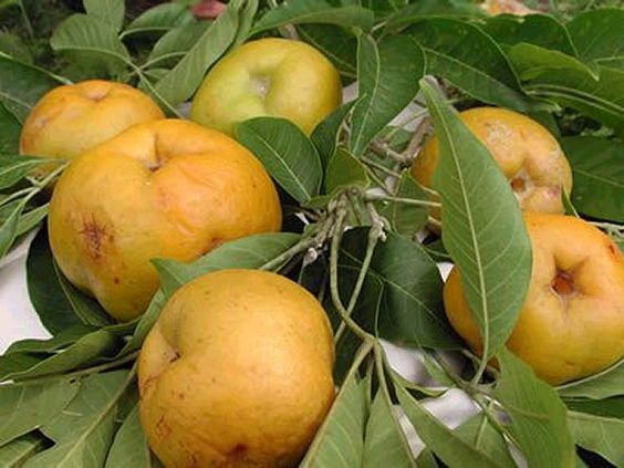 ShambaReport's tweet photo. Test your farming knowledge. Can you identify this fruit?
Tip: The fruit can be yellow or green when ripe, with a very thin skin that is edible. #FarmersQuiz https://t.co/gQApMOfE7e
