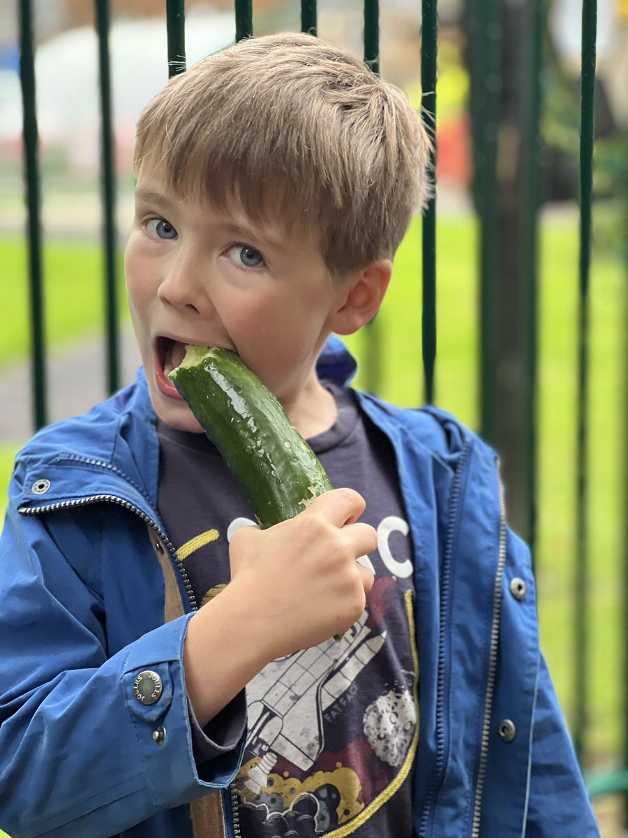 handyhan's tweet photo. @StreatleySch @GoringStreatley @StreatleyPC @GenieNewsOrg I meant to post this earlier! Spotted the cucumbers while showing his NZ grandparents his school. It didn’t last long! https://t.co/yLZH96j3iw