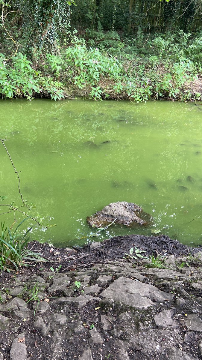 jo_mdolan's tweet photo. @CllrMajid what has happened to the water in Newhall Valley/ Pype Hayes https://t.co/bz6zgUcEfc