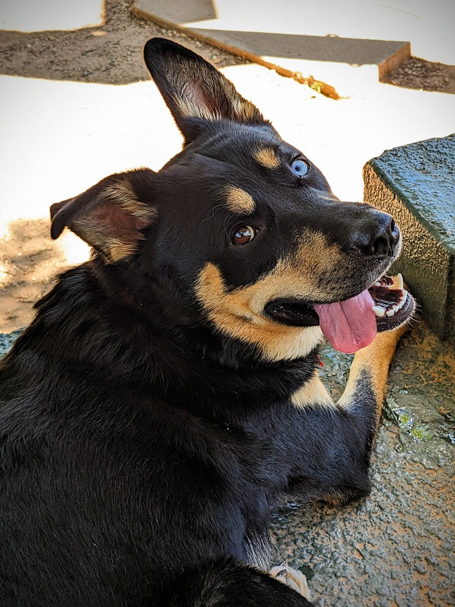 FTLRalph's tweet image. Dio&apos;s 2nd birthday! (no not the gay vampire)

Stay tuned for Stick Nodes&apos; 9th birthday also coming up, Saturday, which will be the premiere of the Stick Idol collab.

#dog #unrequested #sticknodes