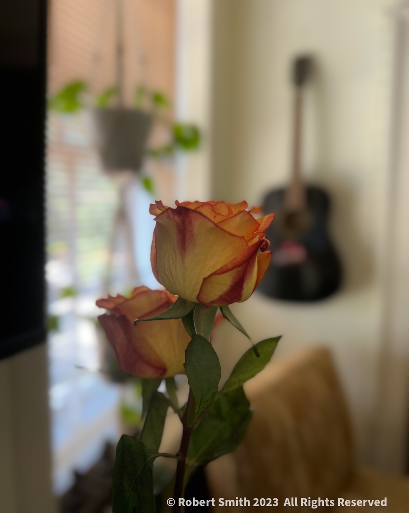iraqdad1216's tweet image. Wordless Wednesday: A Rose is a Rose is a Rose.

Gertrude Stein

#postaday #photography #robertsnapspot #beauty #TwitterNatureCommunity ⁣#wordlesswednesday #iphone13ProMax #yourflowersbyday #FOTD ⁣#wordpress #Rose #Nature #FBD #Aug2023 #RoseQuotes #GertrudeStein