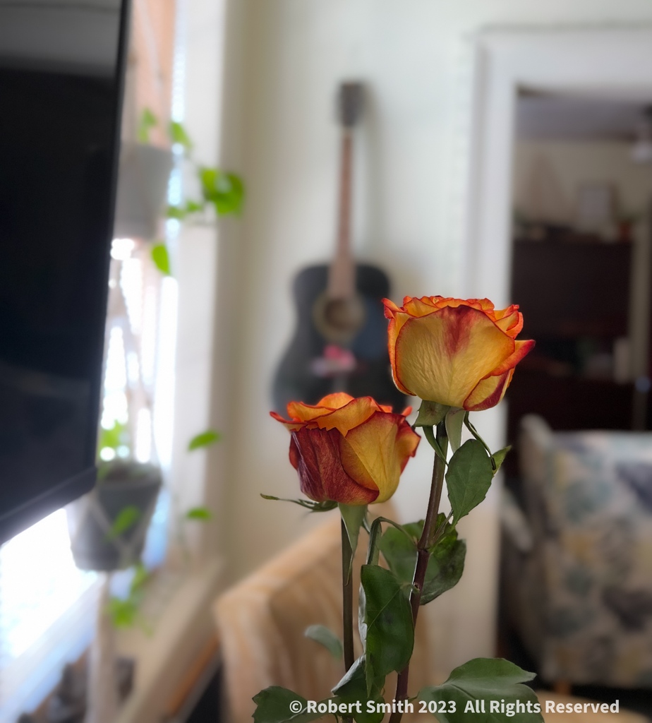 iraqdad1216's tweet image. Wordless Wednesday: A Rose is a Rose is a Rose.

Gertrude Stein

#postaday #photography #robertsnapspot #beauty #TwitterNatureCommunity ⁣#wordlesswednesday #iphone13ProMax #yourflowersbyday #FOTD ⁣#wordpress #Rose #Nature #FBD #Aug2023 #RoseQuotes #GertrudeStein