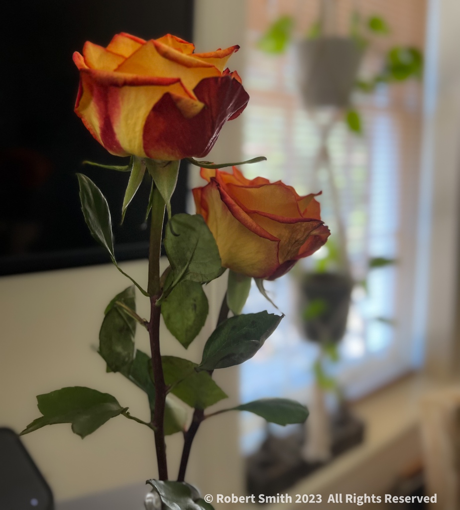 iraqdad1216's tweet image. Wordless Wednesday: A Rose is a Rose is a Rose.

Gertrude Stein

#postaday #photography #robertsnapspot #beauty #TwitterNatureCommunity ⁣#wordlesswednesday #iphone13ProMax #yourflowersbyday #FOTD ⁣#wordpress #Rose #Nature #FBD #Aug2023 #RoseQuotes #GertrudeStein