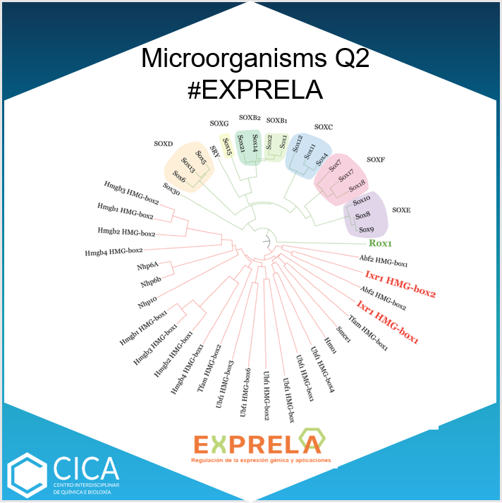 CICAUDC's tweet photo. Mónica Lamas-Maceiras, Ángel Vizoso-Vázquez, Aida Barreiro-Alonso, María Cámara-Quílez, María Esperanza Cerdán from #EXPRELA Group published“Thanksgiving to Yeast, the HMGB Proteins History from Yeast to Cancer” in Microorganisms 👉 https://t.co/lbS8gG0guB https://t.co/i3KXY2W7fm