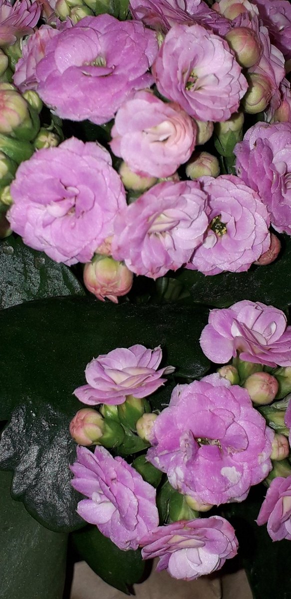 Ivor1B's tweet photo. FlowerArt Series: Miniature Roses Edition. Available in various formats and products. #ivorb #ivorbphoto #ivorbphotograph #ivorbphotography #FlowerArt #flower #flowerphotography #rose #rosephoto #gift #gifts #giftideas #giftsforher #flowerphotograph #MiniatureRoses #nature # https://t.co/yNbIvheYEH