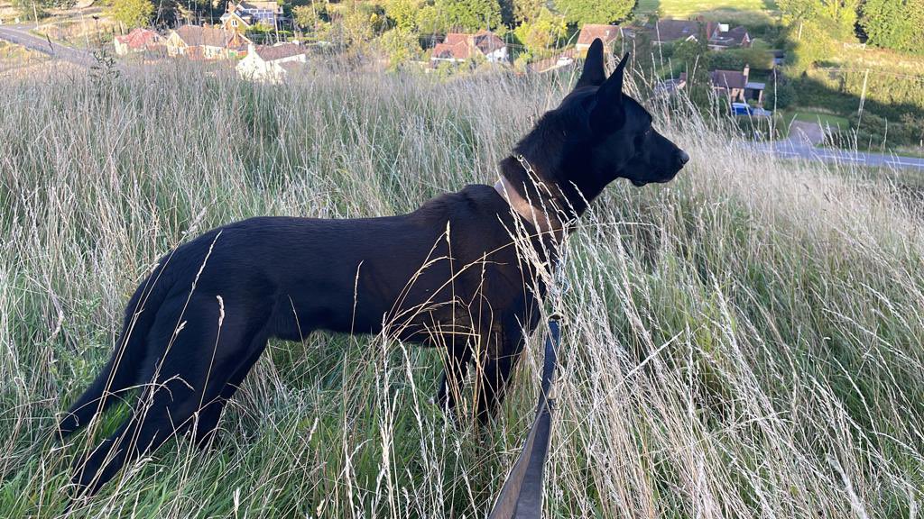 A great containment by @SWorcsCops allowed PD Hawk to do what he does best-find the bad man who ran from Police-not only did he find him, in the undergrowth, but then he went on to locate several phones, and drugs that had been discarded during the chase. 🐕👮‍♂️👏🏻
