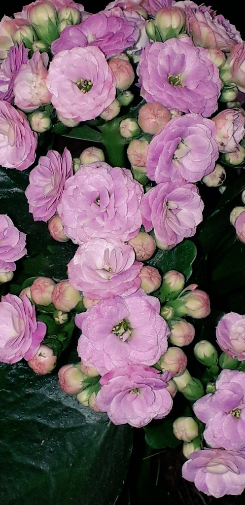 Ivor1B's tweet photo. FlowerArt Series: Miniature Roses Edition. Available in various formats and products. #ivorb #ivorbphoto #ivorbphotograph #ivorbphotography #FlowerArt #flower #flowerphotography #rose #rosephoto #gift #gifts #giftideas #giftsforher #flowerphotograph #MiniatureRoses #nature # https://t.co/yNbIvheYEH