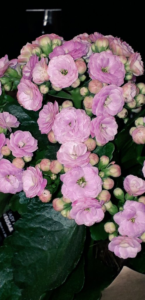Ivor1B's tweet photo. FlowerArt Series: Miniature Roses Edition. Available in various formats and products. #ivorb #ivorbphoto #ivorbphotograph #ivorbphotography #FlowerArt #flower #flowerphotography #rose #rosephoto #gift #gifts #giftideas #giftsforher #flowerphotograph #MiniatureRoses #nature # https://t.co/yNbIvheYEH