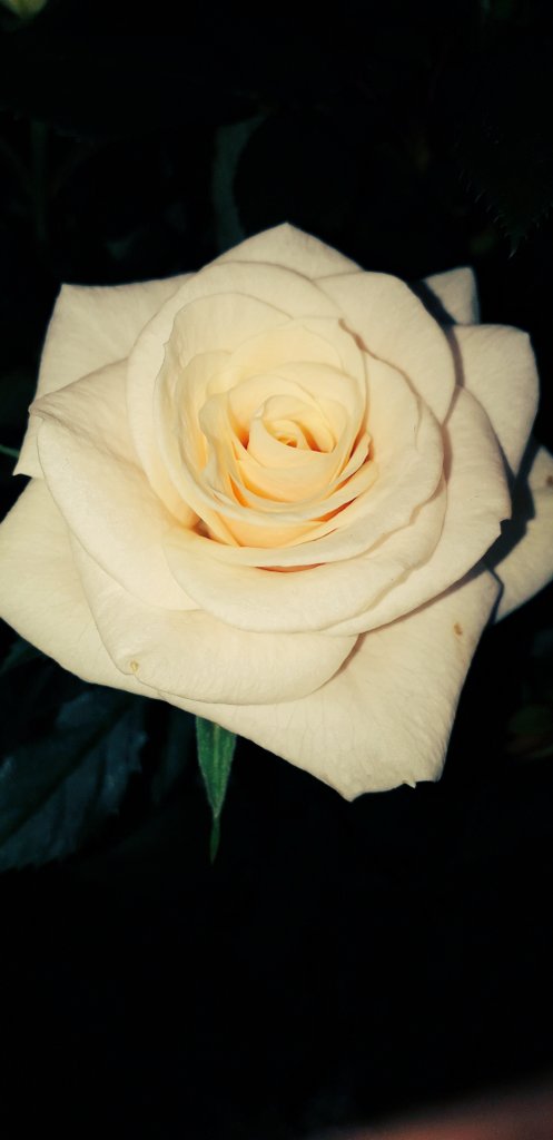 Ivor1B's tweet photo. FlowerArt Series: Miniature Roses Edition. Available in various formats and products. #ivorb #ivorbphoto #ivorbphotograph #ivorbphotography #FlowerArt #flower #flowerphotography #rose #rosephoto #gift #gifts #giftideas #giftsforher #flowerphotograph #MiniatureRoses #nature # https://t.co/yNbIvheYEH