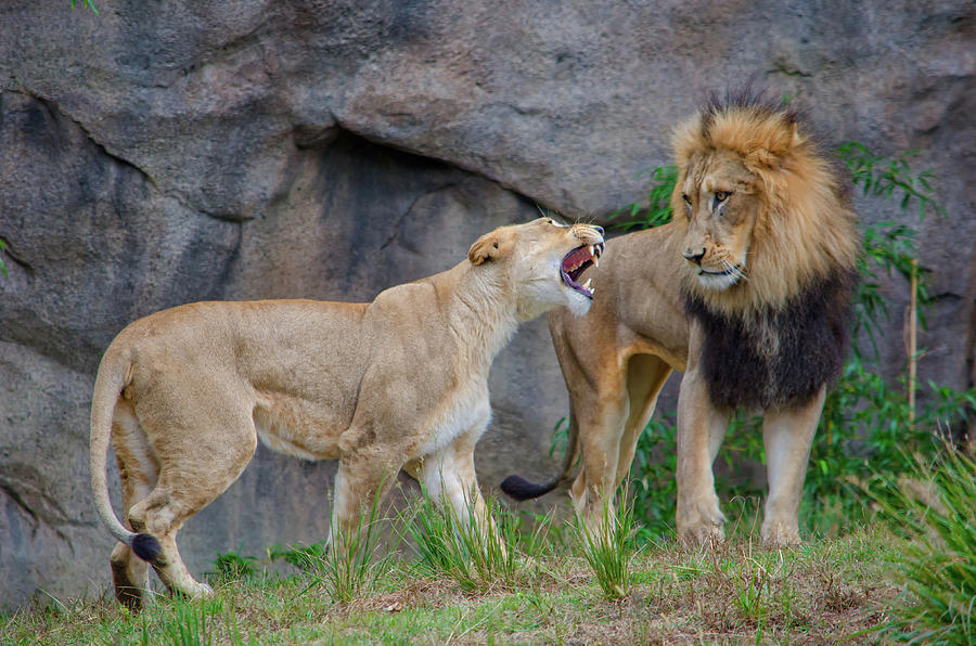 Dominic Sandbrook tweet media