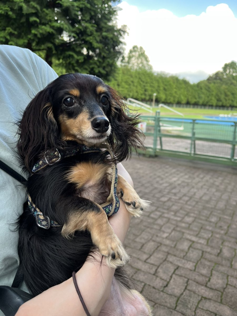 funachan0730's tweet photo. 5時過ぎても暑いね🥵
ほぼ抱っこでの公園散歩となりました〜🐶🐶 https://t.co/vmjdp2Wezk