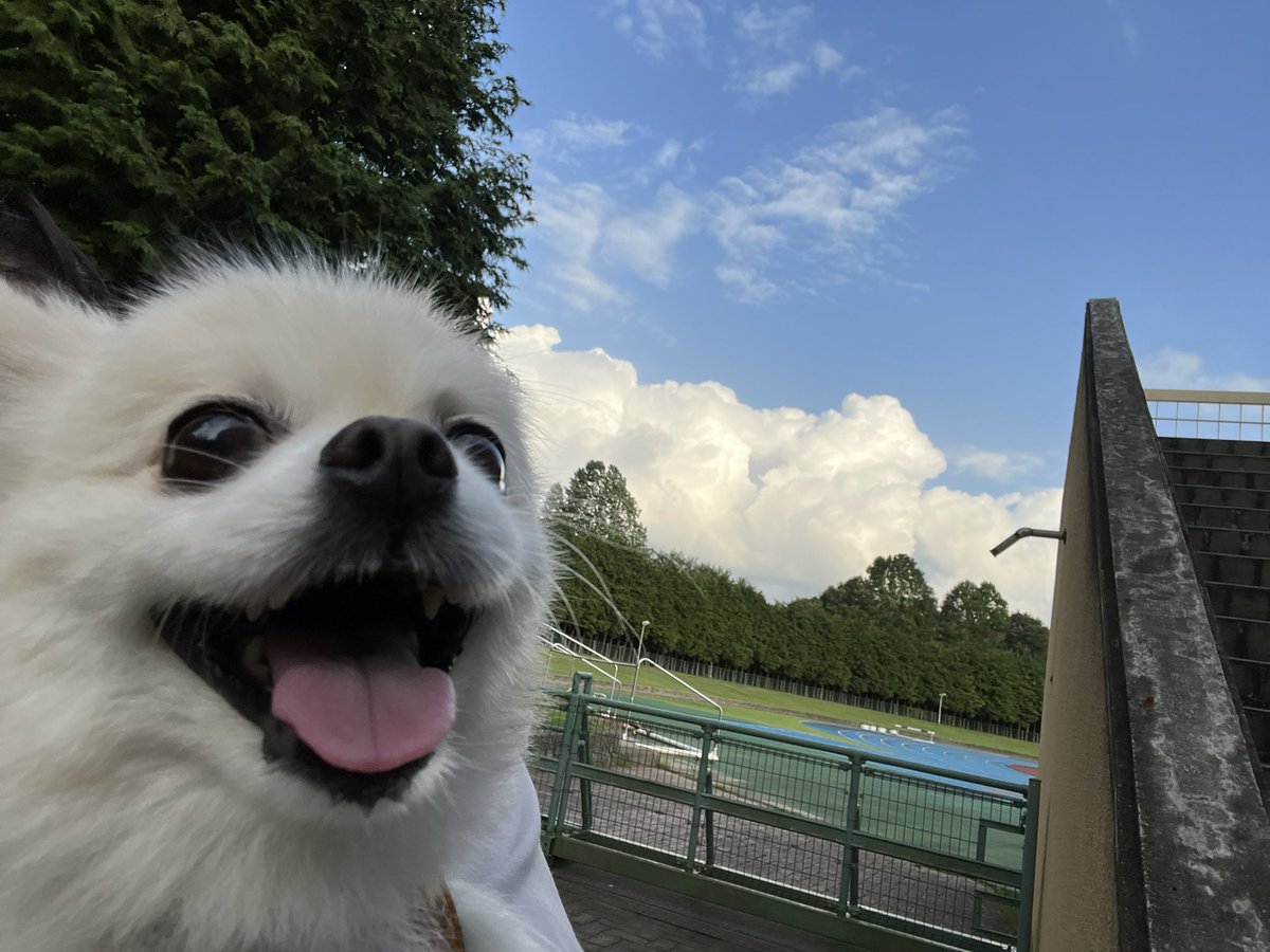 funachan0730's tweet photo. 5時過ぎても暑いね🥵
ほぼ抱っこでの公園散歩となりました〜🐶🐶 https://t.co/vmjdp2Wezk