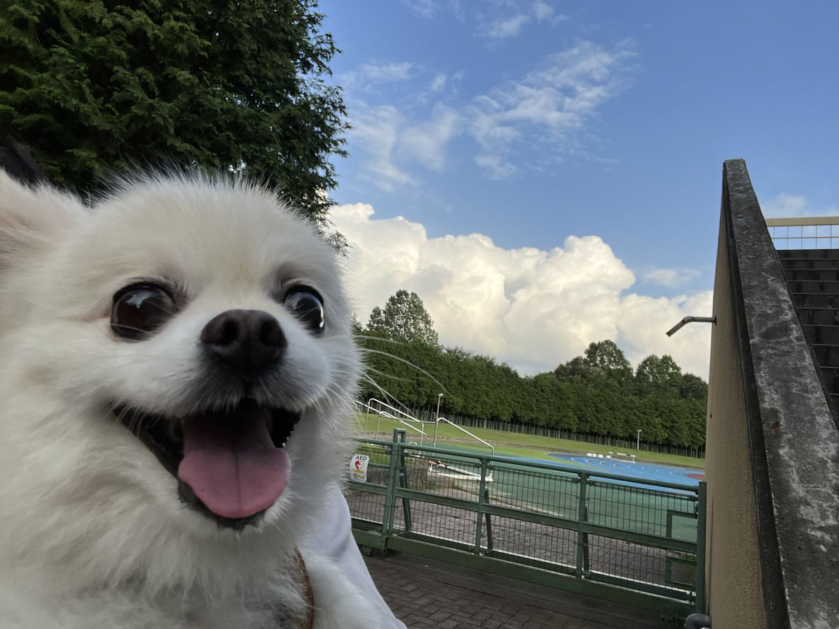 funachan0730's tweet photo. 5時過ぎても暑いね🥵
ほぼ抱っこでの公園散歩となりました〜🐶🐶 https://t.co/vmjdp2Wezk