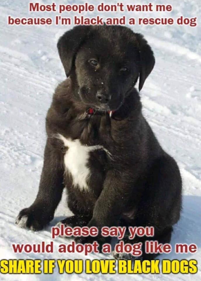 𝕏 Dogs tweet media