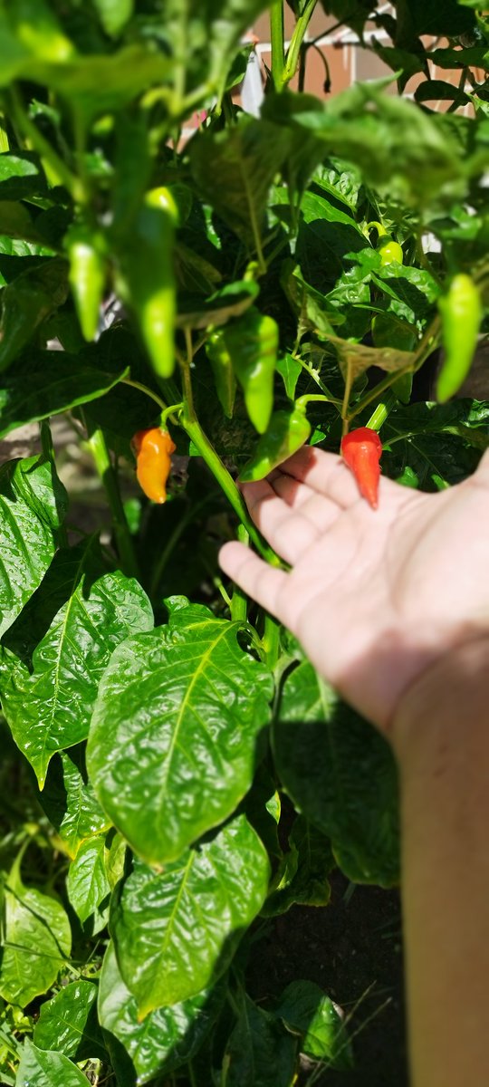 JotinhaVRF's tweet photo. Só quem aprende a apreciar sua ardência e frescor, com sabor único da pimenta 🌶️ mais ardida do mundo... Sabe quem é Bhut Jolokia... https://t.co/C7zf7zr1MW
