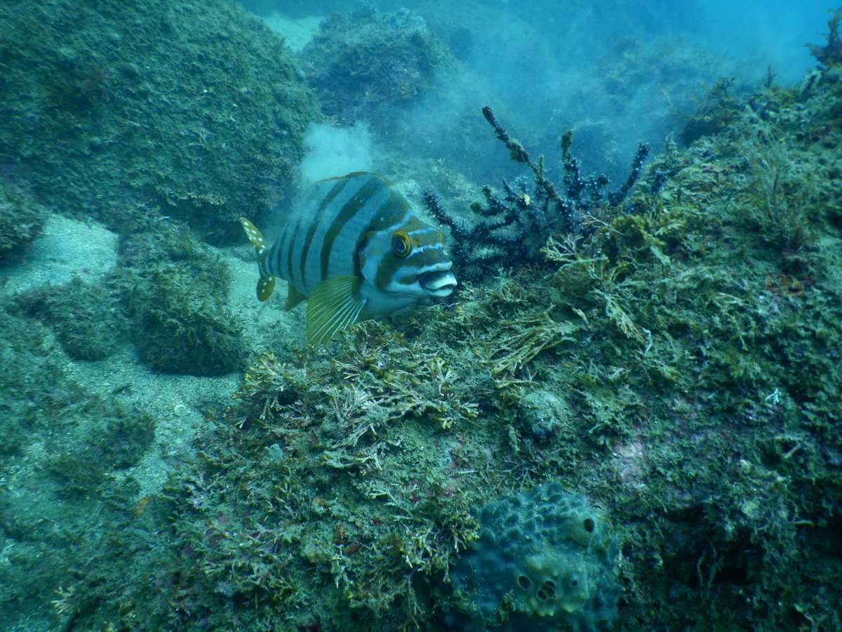 nimo_diving's tweet photo. ①群衆すき😘w
②あひる口上目遣い魚(๑σ̴̶̷̥́ ₃σ̴̶̷̀ू)·˚
#宇佐美
#伊豆海洋公園
#スキューバダイビング https://t.co/8ZDPEmOymR