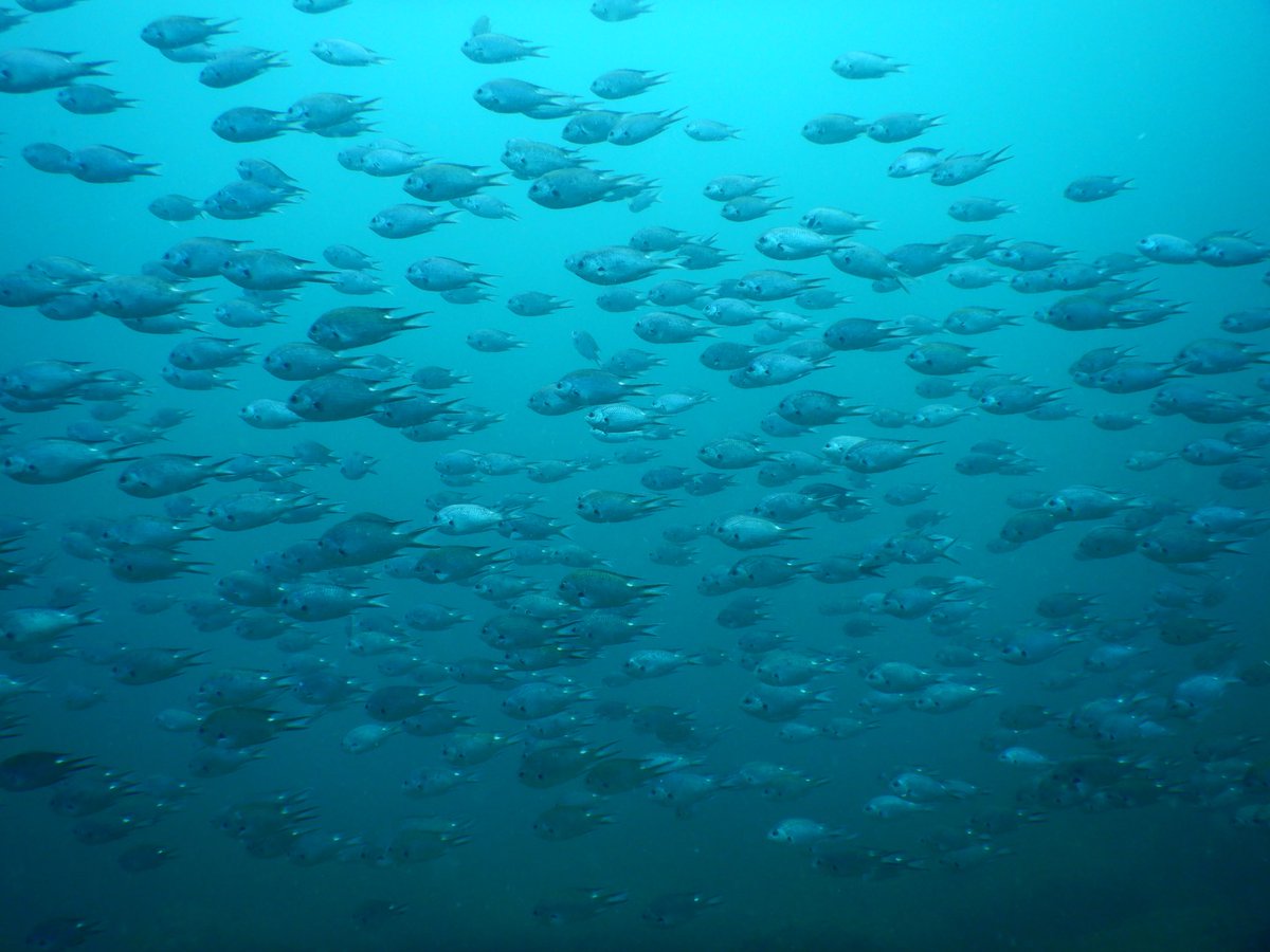 nimo_diving's tweet photo. ①群衆すき😘w
②あひる口上目遣い魚(๑σ̴̶̷̥́ ₃σ̴̶̷̀ू)·˚
#宇佐美
#伊豆海洋公園
#スキューバダイビング https://t.co/8ZDPEmOymR
