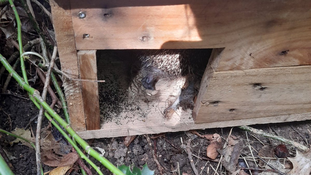 We've released our 4th hedgehog! Today Ronnie joined our prickle/array of hedgehogs at Weaverham Primary Academy, after a quick sniff he entered one of our purpose built hedgehog houses. @NWATrust @hedgehogsociety #hedgehogstreet #NWATWPAPSHC #Northwichhedgehogrescue