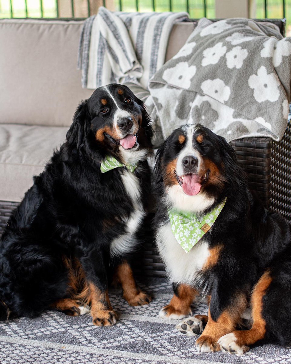 The Berner Bunch tweet media