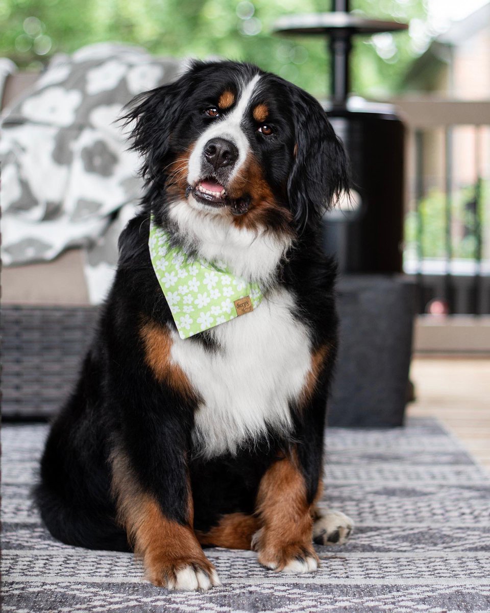 The Berner Bunch tweet media