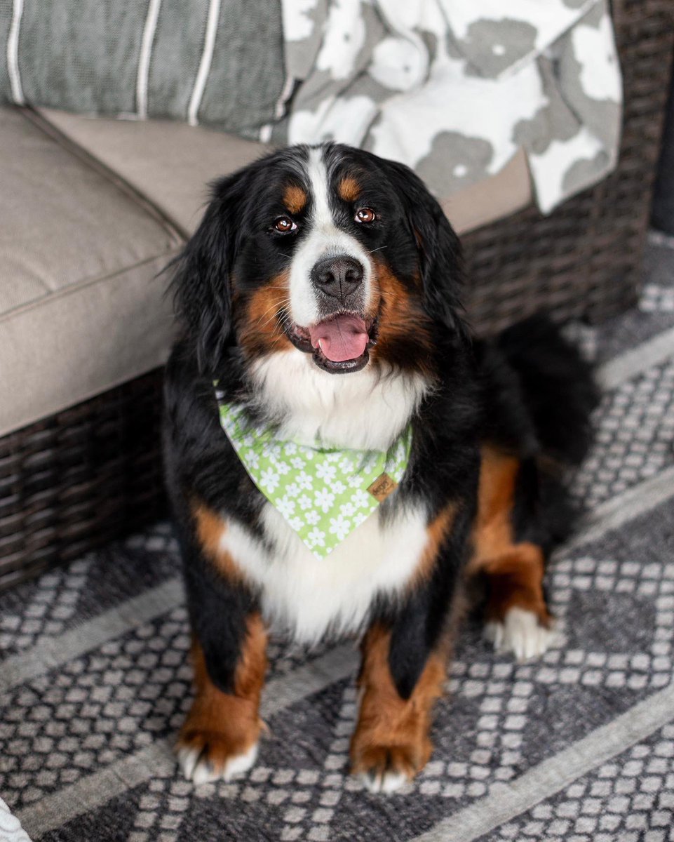 Meet Annie, the newest addition to The Berner Bunch! 

She is 4 y/o and was rescued from a terrible Indiana puppy mill. She had a chain around her neck that was so tight it caused a painful wound on her neck. 

She is such a sweet girl and we are so happy to have her home💛