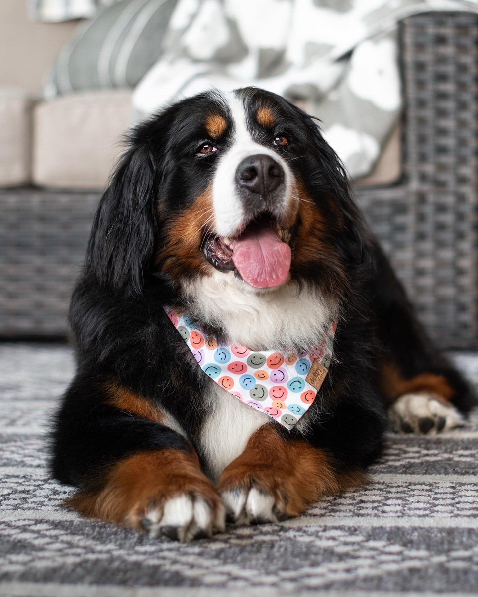 The Berner Bunch tweet media