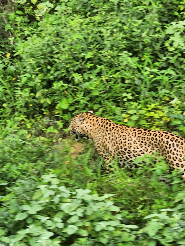 At the Jhelana Leopard Reserve 🐆 near Jaipur #ShotOnSnapdragon