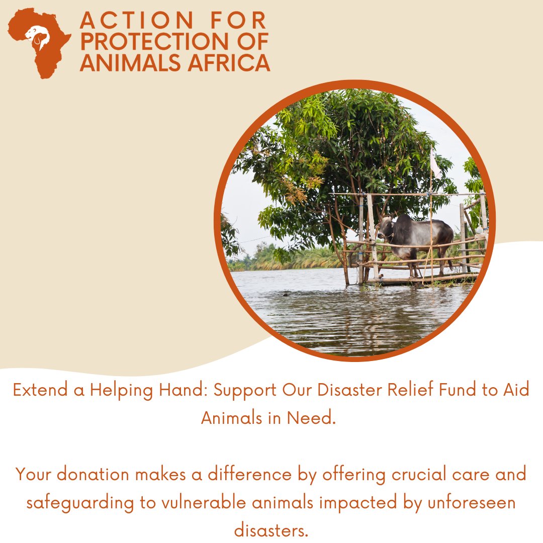 action_apaa's tweet photo. Disasters can strike anytime, anywhere, and they don't just affect humans. Animals also suffer in the aftermath.
By donating https://t.co/rYCxqi8fB1 to our Disaster Relief Fund, you help provide vital care and protection to the animals who need it most.
#AnimalsInDisasters https://t.co/Tg8YZqMxvW
