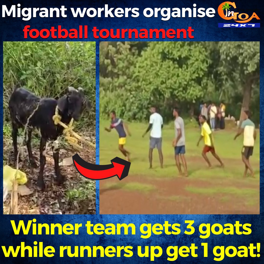 InGoa24x7's tweet photo. Migrant workers organise football tournament. Winner team gets 3 goats while runners up get 1 goat!
WATCH : https://t.co/TCrEkso6W5
#Goa #GoaNews #Football #tournament #migrants #gosts #winner https://t.co/GPqsoPQSJE