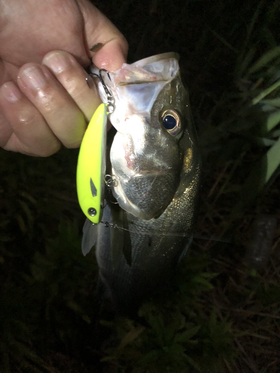 4pnZJHK9dFeB9os's tweet photo. びっくりするぐらい小さいのまで、とにかく沢山釣れるシゴオワ都内
#roughstyle
#roughstylelures
#bellyflat https://t.co/7RIEbqd4DC