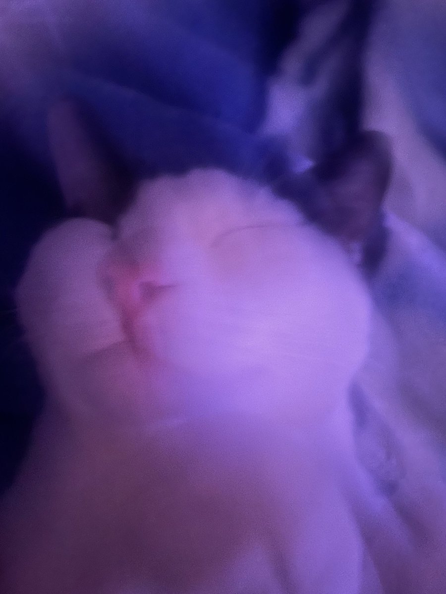 Shader_90's tweet photo. R.i.p moo moo

You were one of the greatest cats I ever had the pleasure to have, I'll miss you lil guy.

Fucking hate people who speed. https://t.co/RaQhRJ9e2C