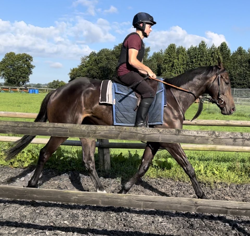 NickBrownRacing's tweet photo. Lovely to see our two home breds in at @donaldmccain this morning. Dual bumper winner Dino Bellagio in great form as usual, and his half bro Old Blue Eyes (by Blue Bresil) has settled in well, and really pleasing everyone - share available - have a look! https://t.co/8hPSpwsx7d https://t.co/VCJqSnz4Kv