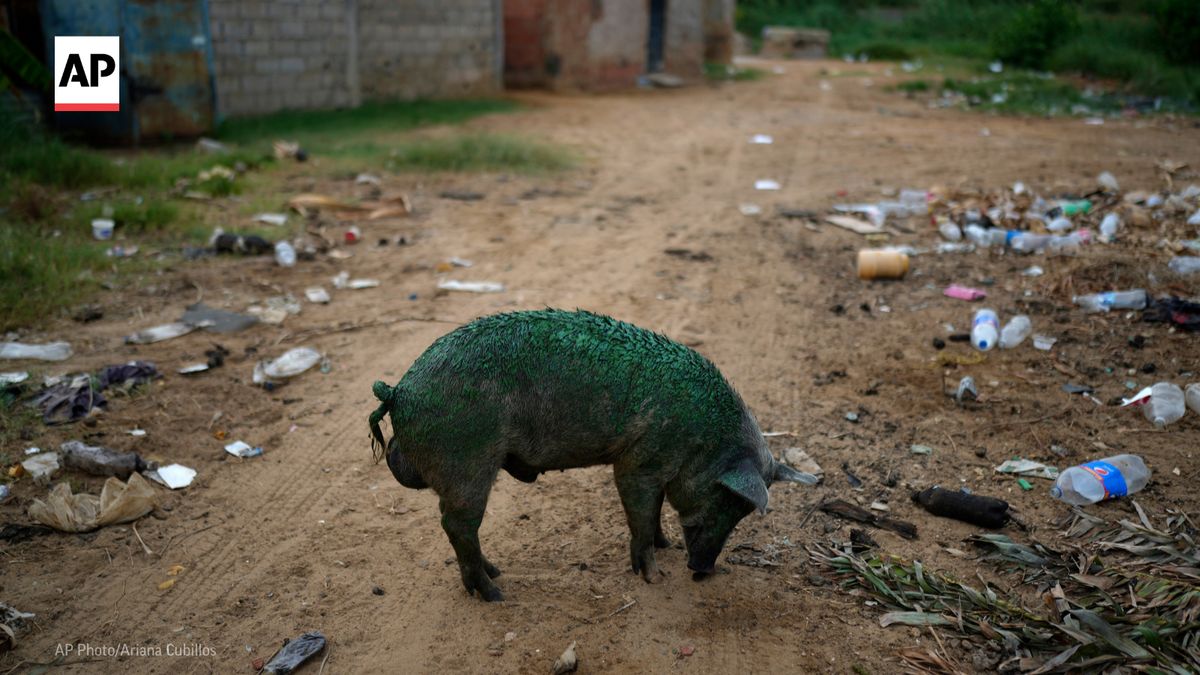 AP's tweet photo. Lake Maracaibo, once at the heart of Venezuela’s oil boom, has turned into a polluted wasteland. Constant oil spills combined with a blooming harmful algae have made the lake a toxic green pool. https://t.co/EDfv9mh2bf https://t.co/Sq99wozpN5