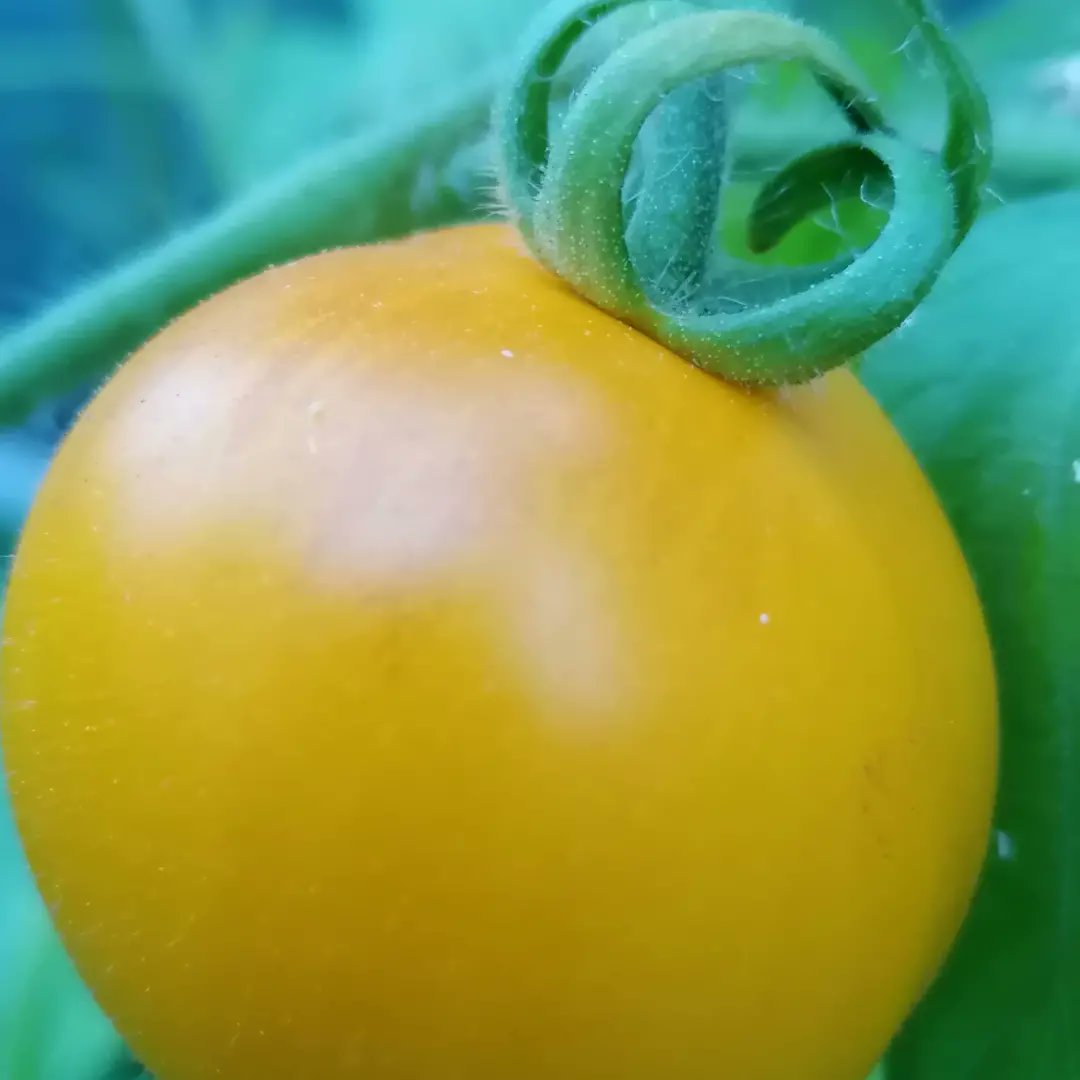 Colourful tomatoes! #growyourownfood #eatwhatyougrow #organicgardening #gardening #ukgardens #gardeninspiration #tomatoes