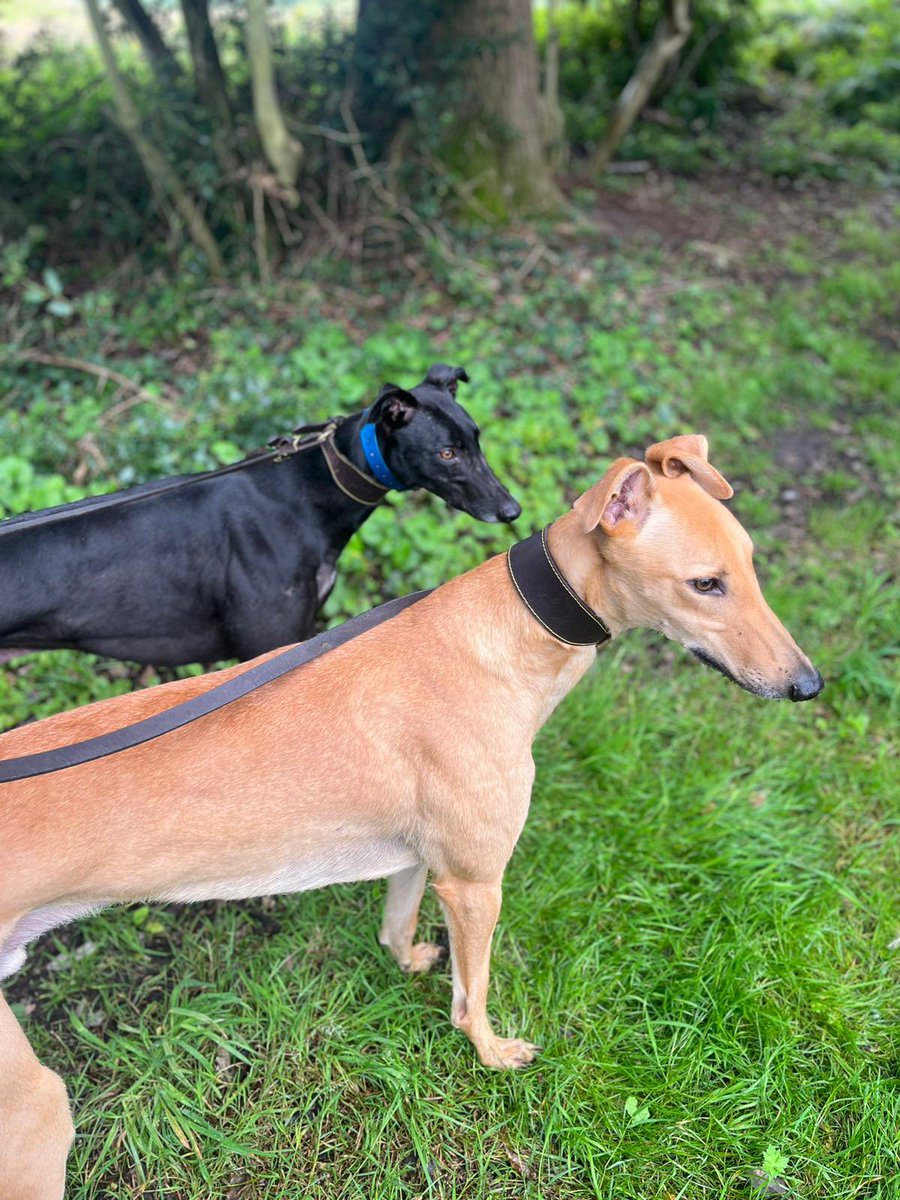 It’s been a pleasure to have Dave here for a week while his owners were away 🙂 here he is enjoying a walk with TikTok 🐾

#RetiredGreyhounds #LifeAfterRacing