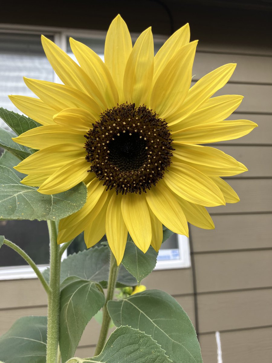 Nicky_Adams_Pen's tweet photo. At least this happy flower is enjoying the hot sun. 
#pdxheatwave #flowers https://t.co/A7v2ZXl5Yx